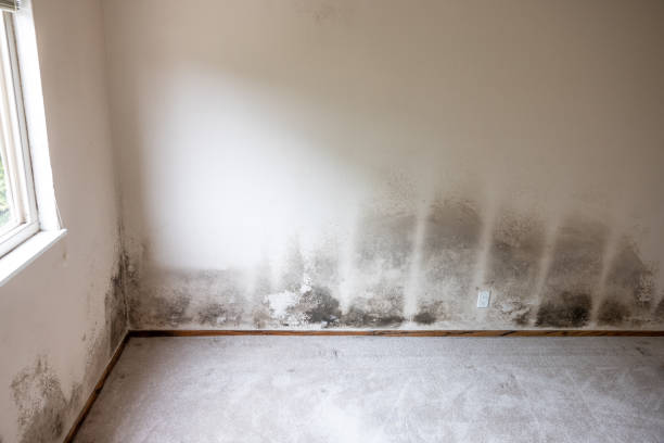 Best Black Mold Removal  in Hartford, SD